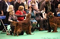 Crufts2011_2 014